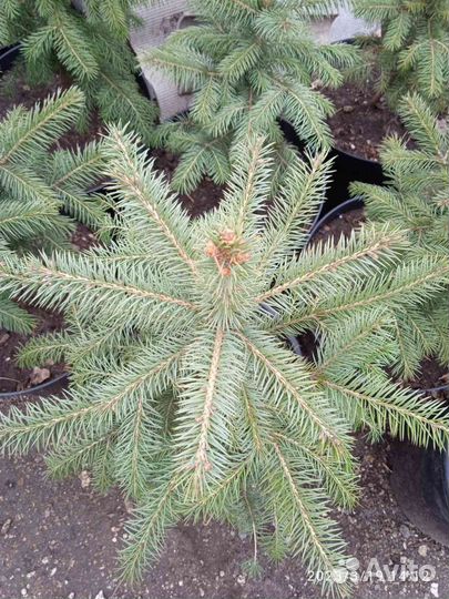 Ель колючая голубая