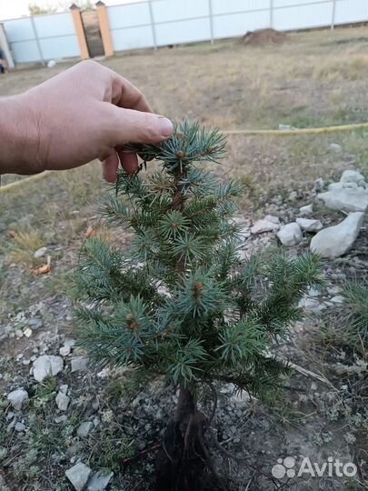 Саженцы ели