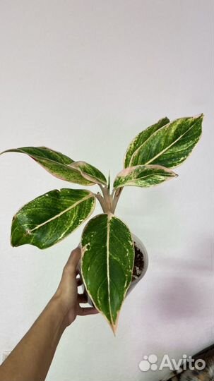 Аглаонемы разные сорта