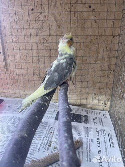 Попугай птенец