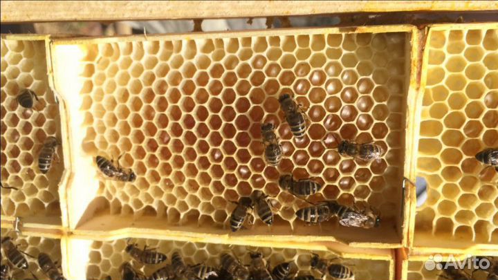 Крем мед, Мед в сотах и на разлив с моей пасеки и