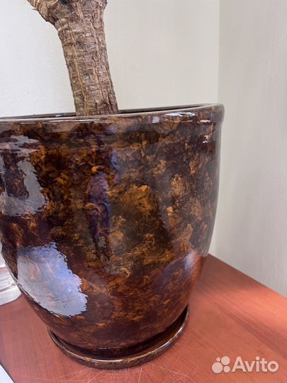 Пальма юкка