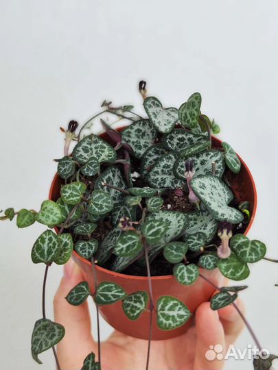 Церопегия Вуда