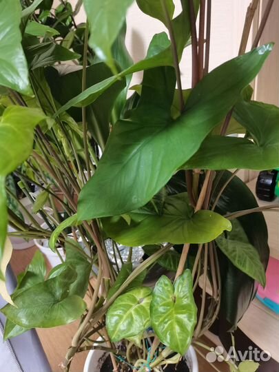 Сингониум ножколистный