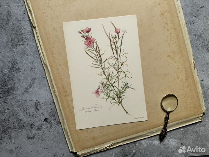 Ботанические литографии Германия