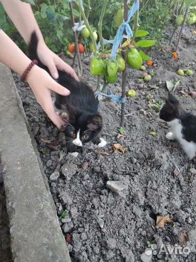 Милые Котята бесплатно