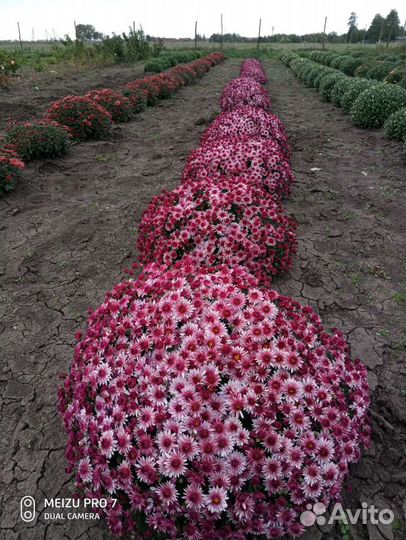 Хризантема мультифлора