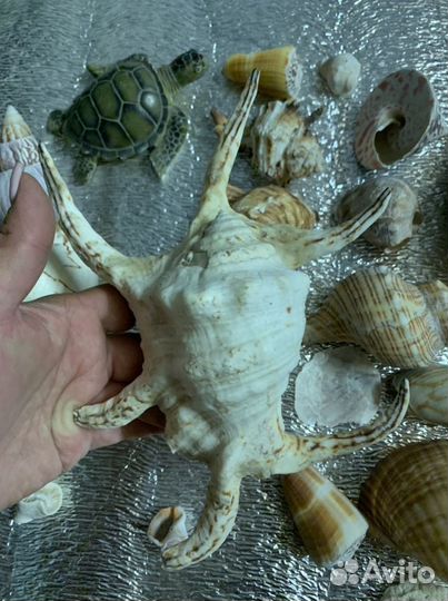 Морские ракушки и раковины разной формы и вида