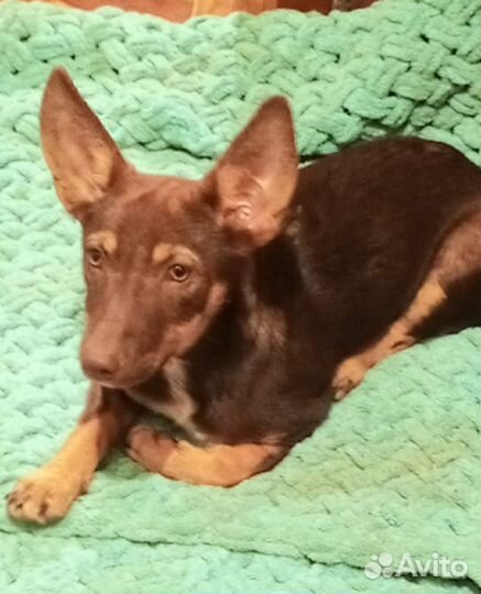 Щенок собака от маленькой собаки в добрые руки