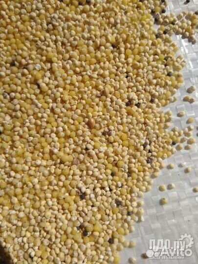 Перловка, ячка, геркулес, сечка пшеная, макароны