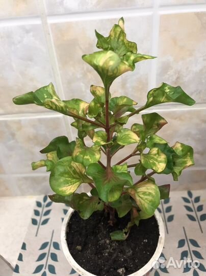 Альтернантера бетзикиана