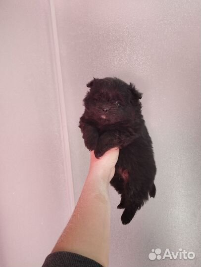 Щенки шпица