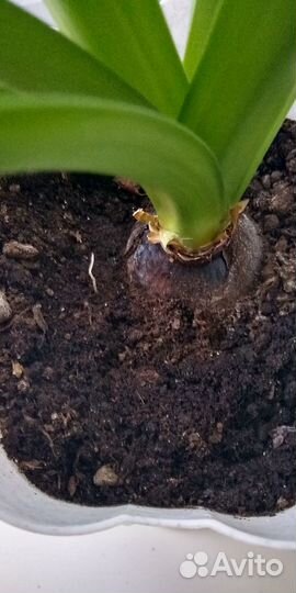 Амариллис (Германия), белый крупно-цветковый