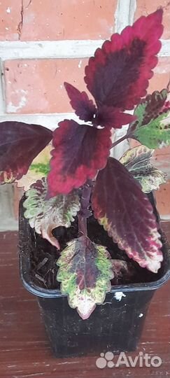 Колеусы вегетативные