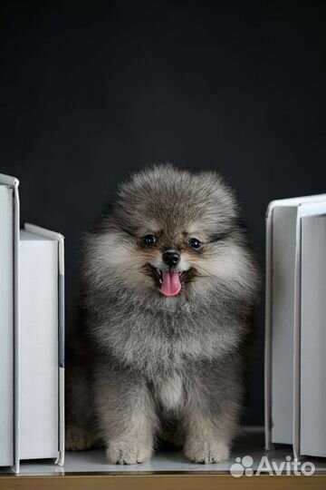 Щенки шпиц