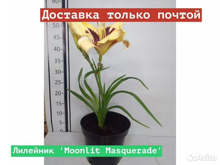 Лилейник Moonlit Masquerade