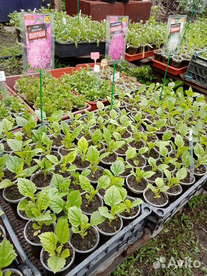 Астры рассада