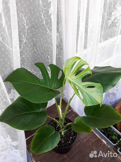 Монстера Доставка