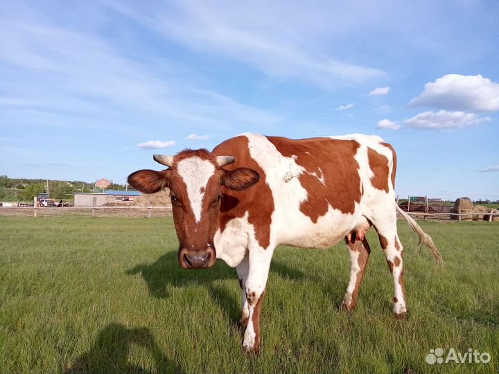 Продам коров