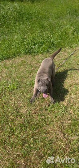 Шарпей вязка