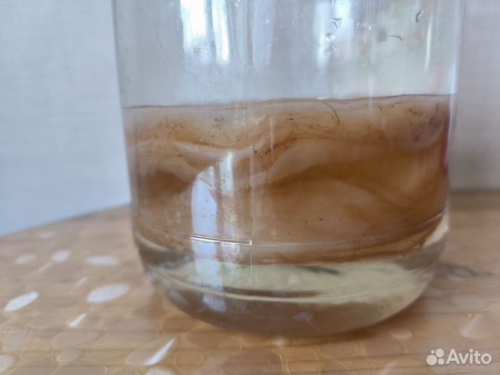 Чайный гриб