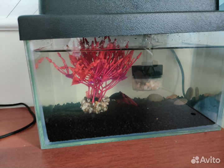 Аквариум + фильтр + петушок