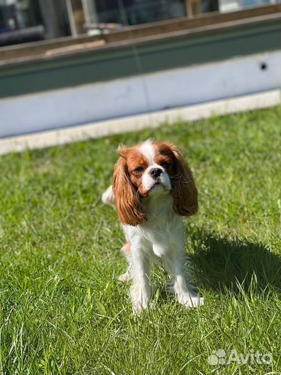 Вязка Кавалер Кинг чарльз спаниель