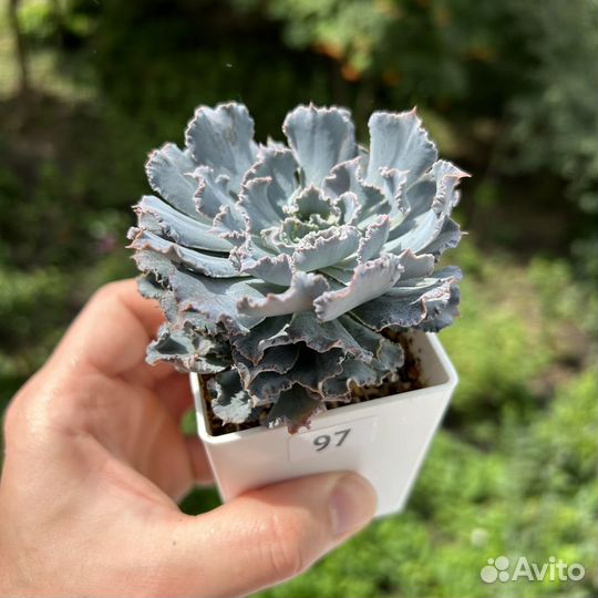Echeveria Эхеверия
