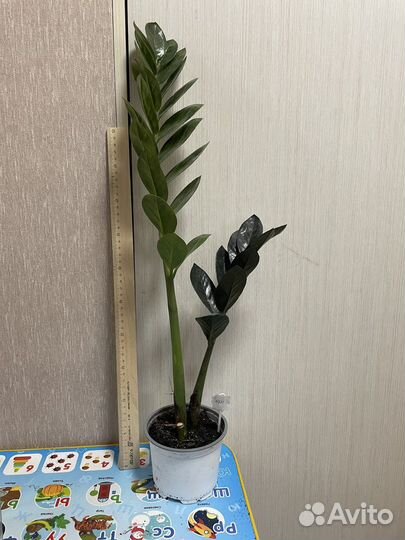 Замиокулькас равен