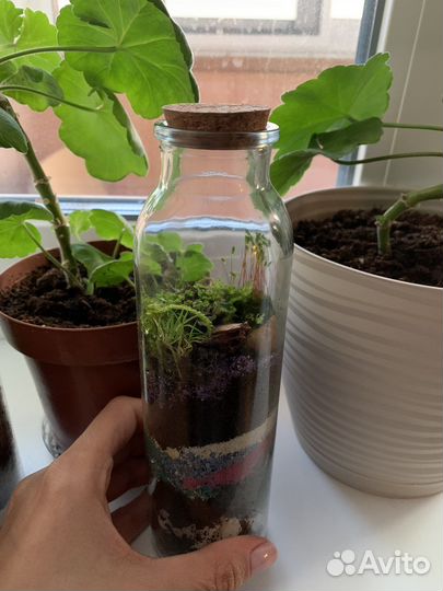 Мохариум, флорариум из натуральной природы