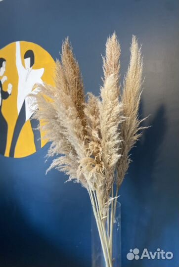 Пампасная трава Зернистый Пампас