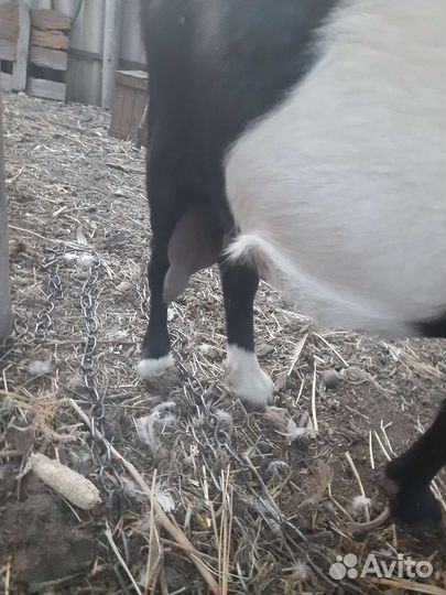 Коза дойная