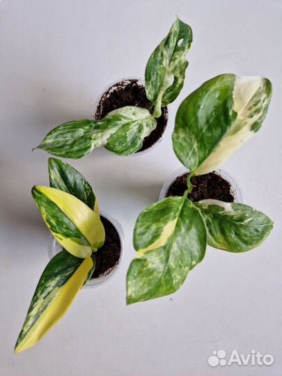 Комнатные растения