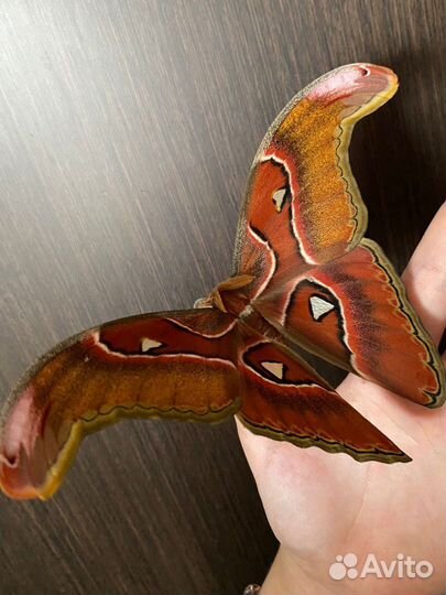 Ферма бабочек