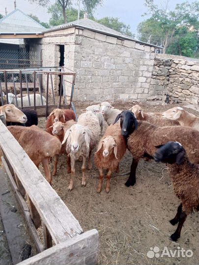 Овцы матки ягнята бараны
