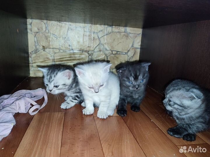 Котята, веслухие британцы