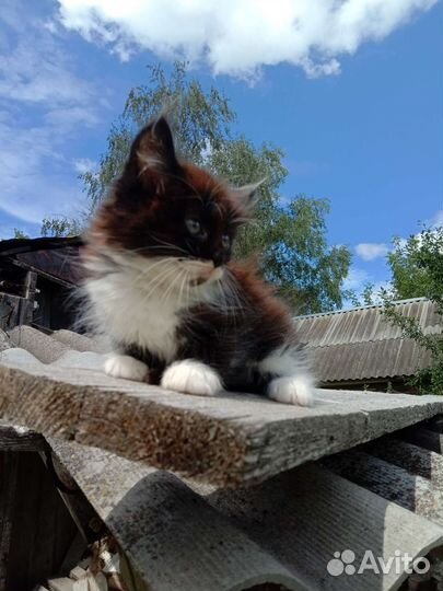 Кошка в дар бесплатно