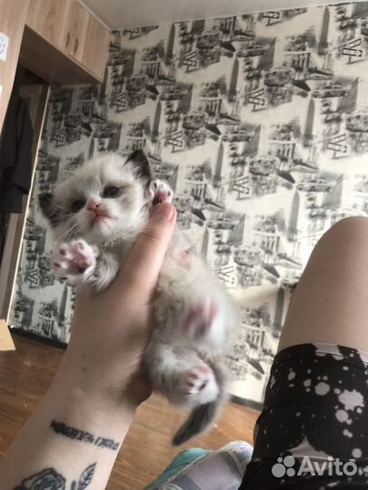 Котик