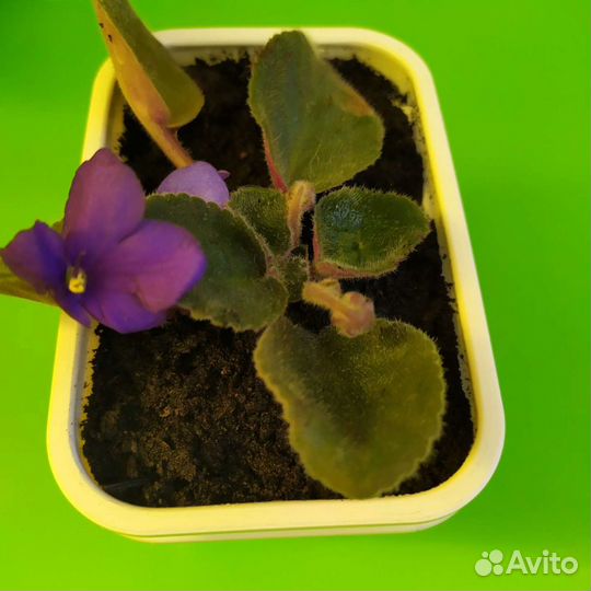 Фиалка Узамбарская. Крапивка