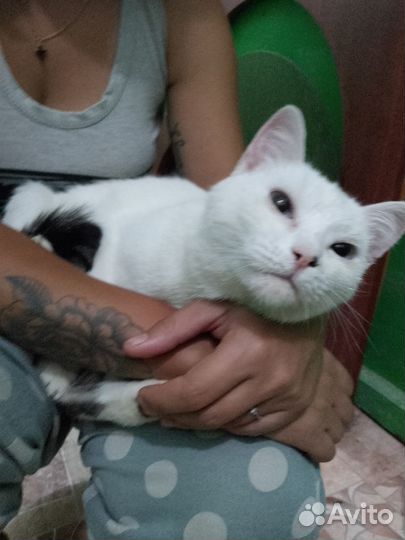 Кошка Герда