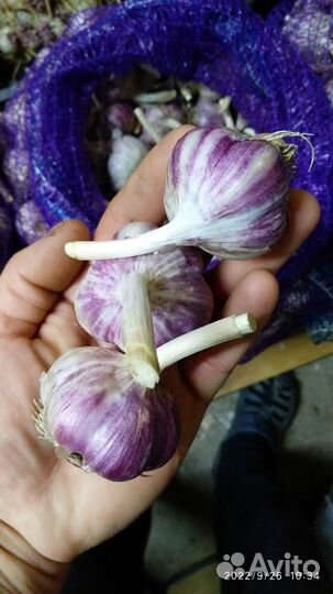 Чеснок озимый