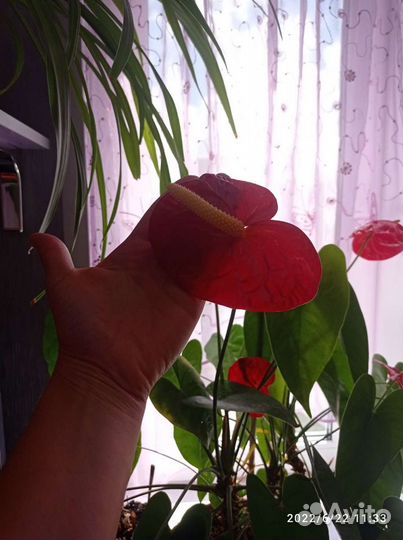 Взрослый антуриум