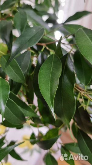 Фикус Бенджамина