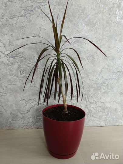 Пальма драцена