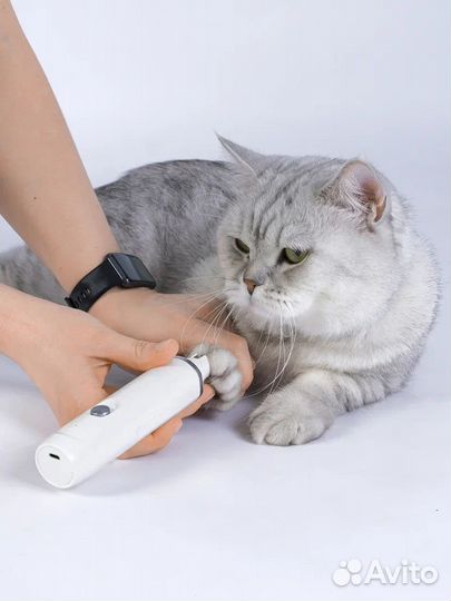 Собака и кот для съемок,фотосессий,модель