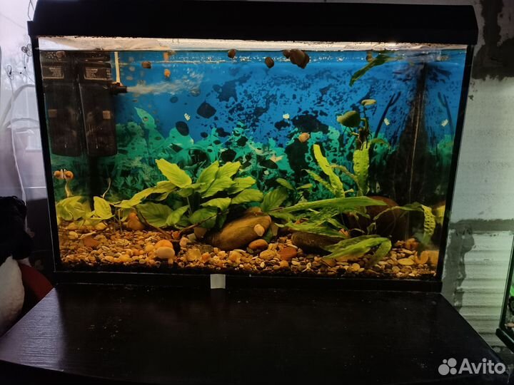 Домашние животные аквариум