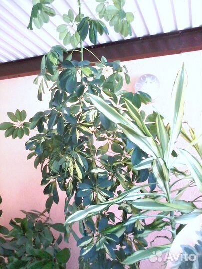 Комнатные растения вечнозеленые для зимнего сада