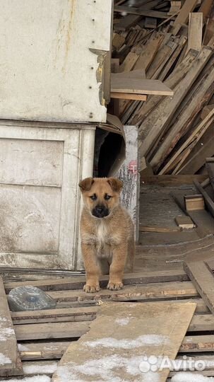 Щенок в добрые руки, мальчик