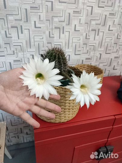 Кактус цветущий большой