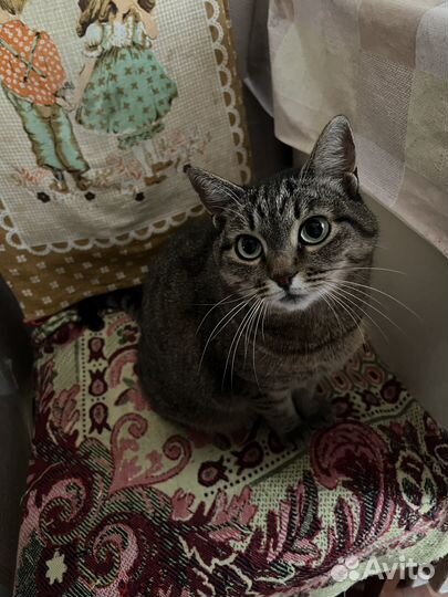 Домашние кошки